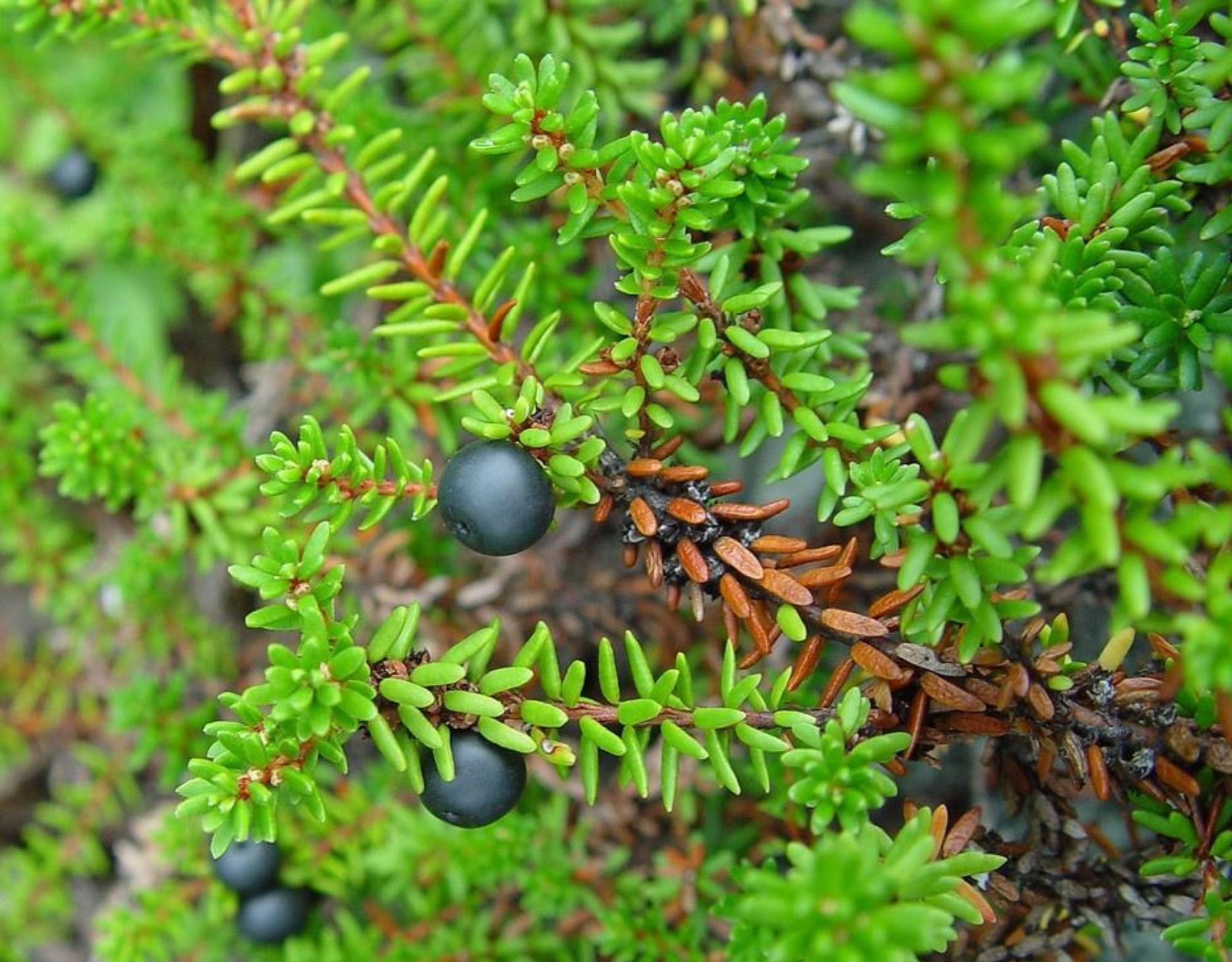 Empetrum nigrum